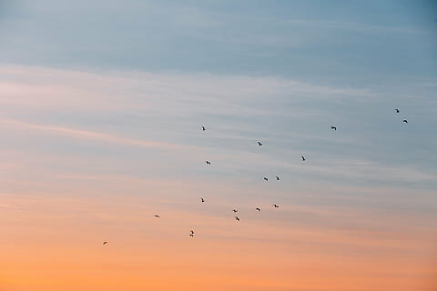 zems, leņķa fotoattēls, lidošana, putni, krēsla, mākonis, debesis, saulrieta, putns, dzīvnieku, putnu saimes, dzīvniekiem savvaļā, liela dzīvnieku grupa, dzīvnieku tēmas, vidus gaisā, dzīvnieku savvaļas dzīvnieki, migrējot, dzīvnieku grupa, mākonis - debesis, skaistums dabā, mugurkaulniekiem, zems leņķa skats, raksturs, nav cilvēku, oranža krāsa, skatuves - daba, 5K, CC0, publiskais domēns, bez atlīdzības