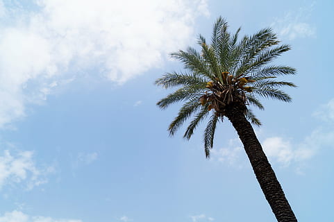 avuç içi, ağaç, gökyüzü, bulutlar, mavi, bulut, ganesh, Türkiye, Antalya, Palmiye, tropikal iklim, düşük açılı görünüş, bitki, bulut - gökyüzü, uzun - yüksek, ağaç gövdesi, gövde, büyüme, doğa, doğada güzellik, insansız, tropikal ağaç, gün, hurma ağacı, hindistancevizi palmiye ağacı, açık havada, huzur, Palmiye yaprağı, 5K, CC0, kamu malı, telif ücretsiz