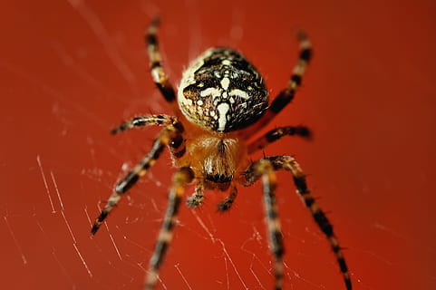 ragno, rosso, web, rosso, web, un animale, temi animali, artropodo, ragnatela, fauna selvatica, invertebrato, aracnide, animale, insetto, animali allo stato selvatico, avvicinamento, fragilità, gamba animale, parte del corpo animale, zoologia, nessuno, macro, natura, velenoso, 2K, CC0, dominio pubblico, privo di copyright