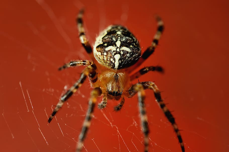 ragno, rosso, web, rosso, web, un animale, temi animali, artropodo, ragnatela, fauna selvatica, invertebrato, aracnide, animale, insetto, animali allo stato selvatico, avvicinamento, fragilità, gamba animale, parte del corpo animale, zoologia, nessuno, macro, natura, velenoso, 2K
