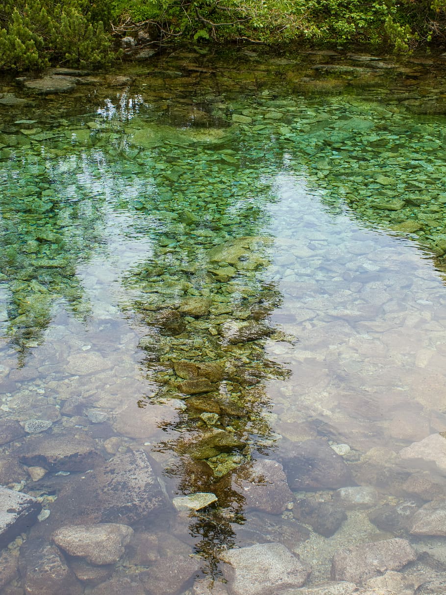 aigua, pleso, reflexió, mirall, arbre, pedres, tranquil·litat, sota l'aigua, naturalesa, cap gent, flotant a l'aigua, llac, dia, davant del mar, planta, bellesa a la natura, color verd, vista d’angle alt, a l'aire lliure, escena tranquil·la, creixement, transparent, algues, superfície, poc profund, puresa, netejar, 2K