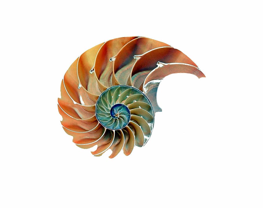 taronja, verd, il·lustració de petxina de mar, shell, cargol, nautilus, closca de cargol, espiral, naturalesa, habitatge, mol·lusc, animal, platja, tancar, criatura, meeresbewohner, macro, estructura, colorit, color, decoratiu, món animal, tallar, joia preciosa, cap gent, fons blanc, la vida marina, primer pla, temes d'animals, dia, tir de l'estudi, a l'interior, patró, fauna animal, frescor, còpia espai, color taronja, natura morta, sol objecte, closca d’animals, remolí, art i artesania, marí, 1080P