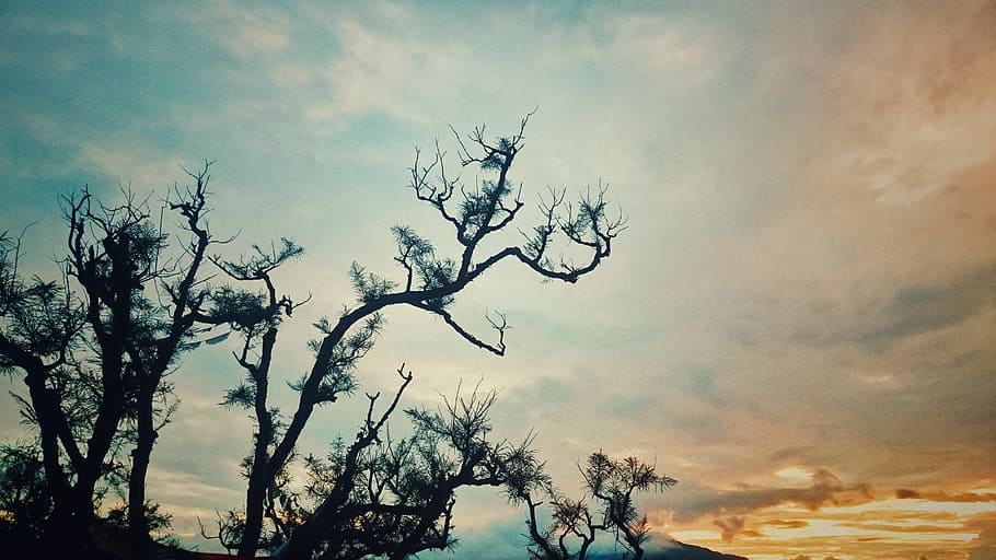 posta de sol, arbre, paisatge, pastel, posta de sol, arbre, cel, fons, silueta, naturalesa, cap gent, planta, a l'aire lliure, núvol - cel, arbre nu, bellesa a la natura, tranquil·litat, branca, escenics - natura, vista d’angle baix, escena tranquil·la, creixement, cel dramàtic, medi ambient, 4K