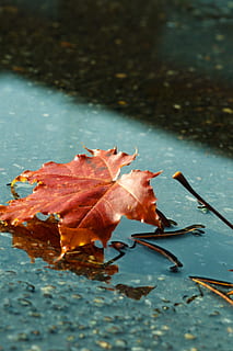 leaf, autumn, puddle, fall, nature, plant part, water, change, no people, dry, close-up, day, vulnerability, beauty in nature, fragility, plant, outdoors, high angle view, falling, leaves, focus on foreground, maple leaf, floating on water, natural condition, 2K, CC0, public domain, royalty free