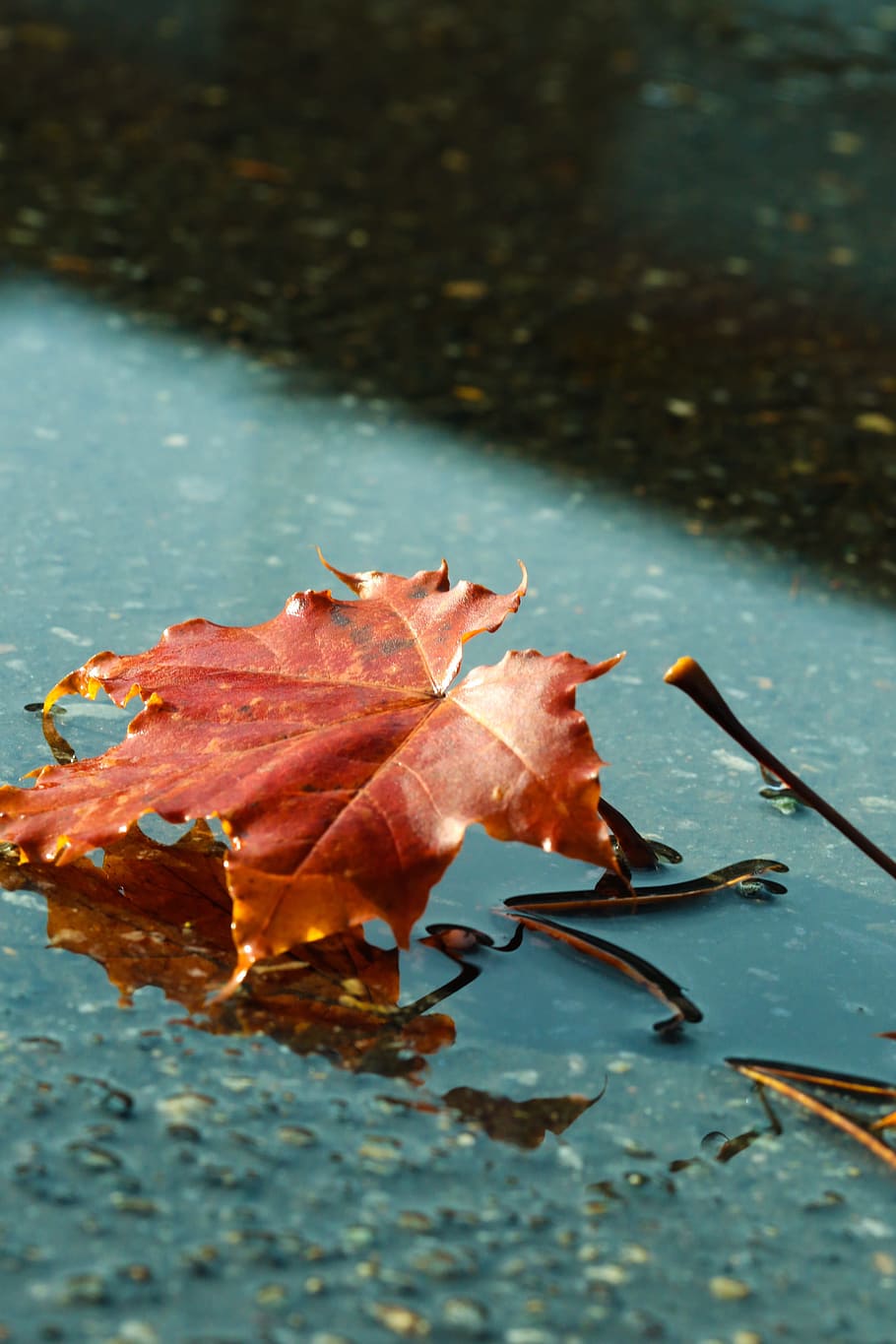 leaf, autumn, puddle, fall, nature, plant part, water, change, no people, dry, close-up, day, vulnerability, beauty in nature, fragility, plant, outdoors, high angle view, falling, leaves, focus on foreground, maple leaf, floating on water, natural condition, 2K