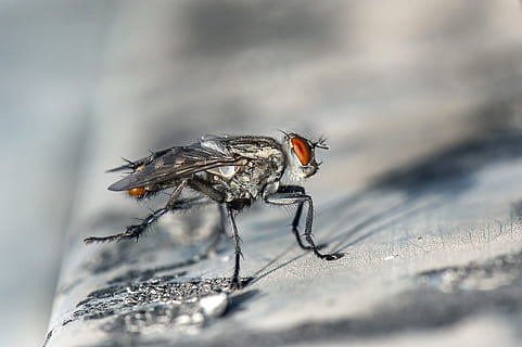 avvicinamento, fotografia, grigio, mosca domestica, Marrone, tavola, volare, macro, insetto, vicino, temi animali, invertebrato, animale, fauna selvatica, animali allo stato selvatico, un animale, messa a fuoco selettiva, nessuno, natura, parte del corpo animale, gamba animale, all'aperto, primo piano estremo, ala animale, giorno, occhio animale, 2K