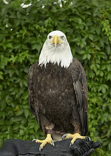 Hvidhovedet havørn, ørn, skaldet, perched, raptor, fugl, natur, træ, amerikansk, symbol, fjer, dom, majestætisk, vinger, rovdyr, fange, indelukke, leder, dyr, rovfugl, dyre temaer, dyreliv, hvirveldyr, dyr i naturen, et dyr, ørn - fugl, fokus på forgrunden, dag, forfra, perching, portræt, ingen mennesker, plante, udendørs, næb, 1080P, CC0, offentligt domæne, royaltyfrie