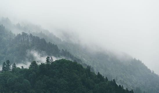 verde, leafed, copac, alb, nori, fotografie peisaj, summiturile de munte, cețuri, cu frunze, copaci, ceaţă, Munte, pădure, nor, noros, natură, aburi, peisaj, scenics, în aer liber, varf de munte, iarnă, deal, cețos, vreme, plantă, scenice - natura, mediu inconjurator, teren, frumusețe în natură, nici o persoana, liniște, cer, o scenă liniștită, Brad, Culoarea verde, pini de pădure, conifer, copac vesnic verde, vârful copacului, ploaie, pădure tropicală, 5K, CC0, domeniu public, fără drepturi de autor