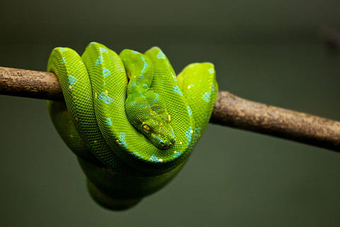 grøn, pit viper, træ gren, dyr, kæledyr, python, krybdyr, slange, dyreliv, et dyr, grøn farve, dyre temaer, dyr i naturen, tæt på, ingen mennesker, kamæleon, natur, afdeling, træ, hvirveldyr, rullet op, dyr kropsdel, skilt, studio skud, plante, udendørs, dyr hoved, giftig, dyre skala, 2K, CC0, offentligt domæne, royaltyfrie