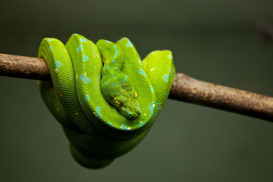 verd, pit viper, branca d'un arbre, animal, mascota, python, rèptil, serp, vida salvatge, un animal, color verd, temes d'animals, fauna animal, animals a la natura, primer pla, cap gent, camaleó, naturalesa, branca, arbre, vertebrats, arrissat, part del cos dels animals, signe, tir de l'estudi, planta, a l'aire lliure, cap d’animals, verinós, escala d’animals, 2K