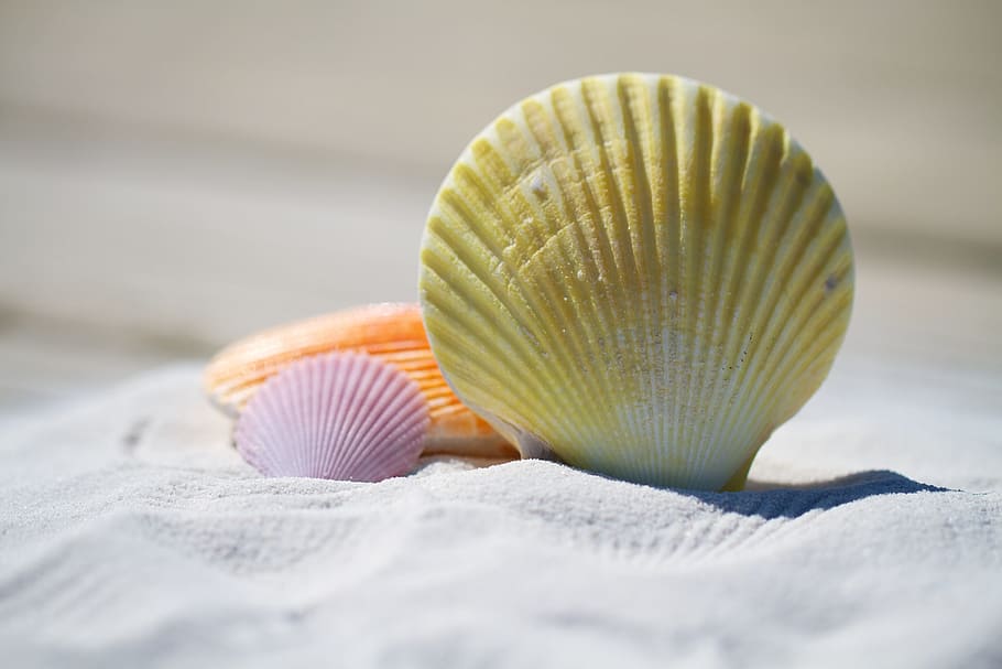 Marrone, rosa, arancia, morsetti, bianca, sabbia, conchiglie, massaggio, terapia, spiaggia, avvicinamento, conchiglia, fauna selvatica, guscio di animale, nessuno, terra, natura, messa a fuoco selettiva, animale, cibo, cibo e bevande, mare, singolo oggetto, modello, in casa, estate, girato in studio, marino, 5K