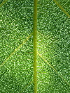 close-up foto, groen, doorbladerd, fabriek, blad, plant achtergrond, vertakkingen, abstracte achtergrond, structuur, plant architectuur, natuurlijke textuur, lichte kit, biologisch, natuur, achtergronden, detailopname, groene kleur, macro, patroon, versheid, plantkunde, bladader, abstract, zomer, volledig kader, deel van de plant, schoonheid in de natuur, geen mensen, natuurlijk patroon, dag, buitenshuis, breekbaarheid, groei, kwetsbaarheid, 2K, CC0, publiek domein, royaltyvrij