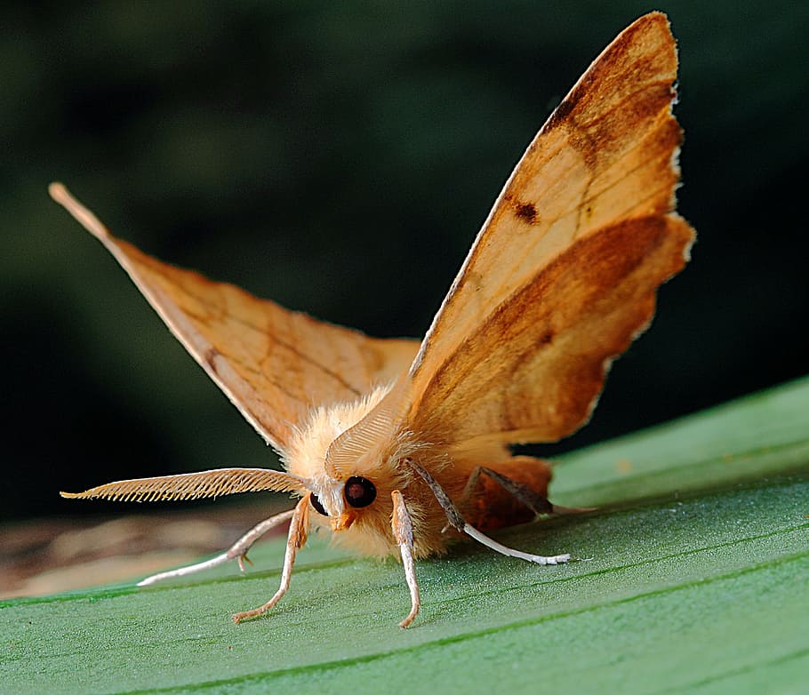 falena, verde, foglia, macro, lepidotteri, Britannico, natura, insetto, Ali, farfalla - insetto, animali allo stato selvatico, ala animale, un animale, fauna selvatica, temi animali, nessuno, avvicinamento, all'aperto, invertebrato, animale, parte del corpo animale, parte vegetale, bellezza nella natura, fiore, messa a fuoco selettiva, fragilità, volante, 2K