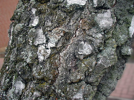 træ, birk, bark, stamme, træstamme, bagagerum, tekstureret, ru, tæt på, dag, plante, natur, ingen mennesker, plantebark, vækst, naturligt mønster, mønster, fokus på forgrunden, udendørs, træ - materiale, mos, baggrunde, lichen, tekstureret effekt, 1080P, CC0, offentligt domæne, royaltyfrie