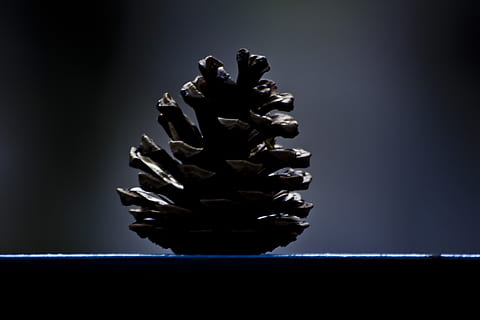 pinecone, medis, pušis, apdaila, eglės, spygliuočių, dekoro, šventinis, sezoną, dekoratyvinis, ornamentas, studija, patalpose, nėra žmonių, pilka, pilkas fonas, Iš arti, dėmesio centre, didelė objektų grupė, kūrybiškumas, juodas fonas, natiurmortas, spirale, juoda spalva, spalvotas fonas, figūra, pobūdį, paprastumas, vienas objektas, įsakymas, dizainas, 4K, CC0, Viešasis domenas, nemokamai