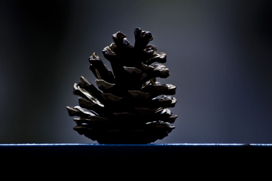 pinecone, medis, pušis, apdaila, eglės, spygliuočių, dekoro, šventinis, sezoną, dekoratyvinis, ornamentas, studija, patalpose, nėra žmonių, pilka, pilkas fonas, Iš arti, dėmesio centre, didelė objektų grupė, kūrybiškumas, juodas fonas, natiurmortas, spirale, juoda spalva, spalvotas fonas, figūra, pobūdį, paprastumas, vienas objektas, įsakymas, dizainas, 4K
