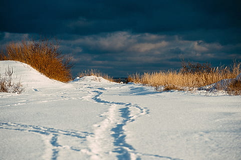 vintersti, hav, vinter, sti, landskab, sne, natur, koldtemperatur, udendørs, himmel, scenics, træ, frost, sæson, landskaber, hvid, Skov, Frosset, blå, ingen mennesker, ikke-urbane scene, landlige scene, is, farvebillede, skønhed i naturen, rolig scene, kold temperatur, vejr, ro, plante, sky - himmel, miljø, scenics - natur, jord, hvid farve, vej, fyrreskov, fyrretræ, nåletræ, 4K, CC0, offentligt domæne, royaltyfrie