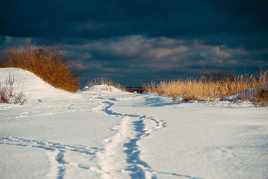 vintersti, hav, vinter, sti, landskab, sne, natur, koldtemperatur, udendørs, himmel, scenics, træ, frost, sæson, landskaber, hvid, Skov, Frosset, blå, ingen mennesker, ikke-urbane scene, landlige scene, is, farvebillede, skønhed i naturen, rolig scene, kold temperatur, vejr, ro, plante, sky - himmel, miljø, scenics - natur, jord, hvid farve, vej, fyrreskov, fyrretræ, nåletræ, 4K