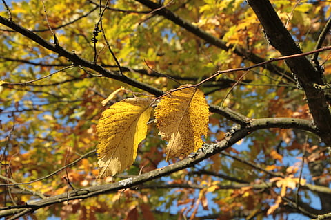 Farben, fallen, Wald, Blatt, Blätter, Licht, warm, Gelb, Herbst, Veränderung, Pflanzenteil, Baum, Pflanze, Ast, Schönheit in der Natur, Fokus auf den Vordergrund, Natur, Tag, Wachstum, keine Leute, Nahansicht, draußen, Flachwinkelansicht, orange Farbe, Ruhe, Herbstkollektion, Ahornblatt, natürlicher Zustand, 4K, CC0, gemeinfrei, lizenzfrei