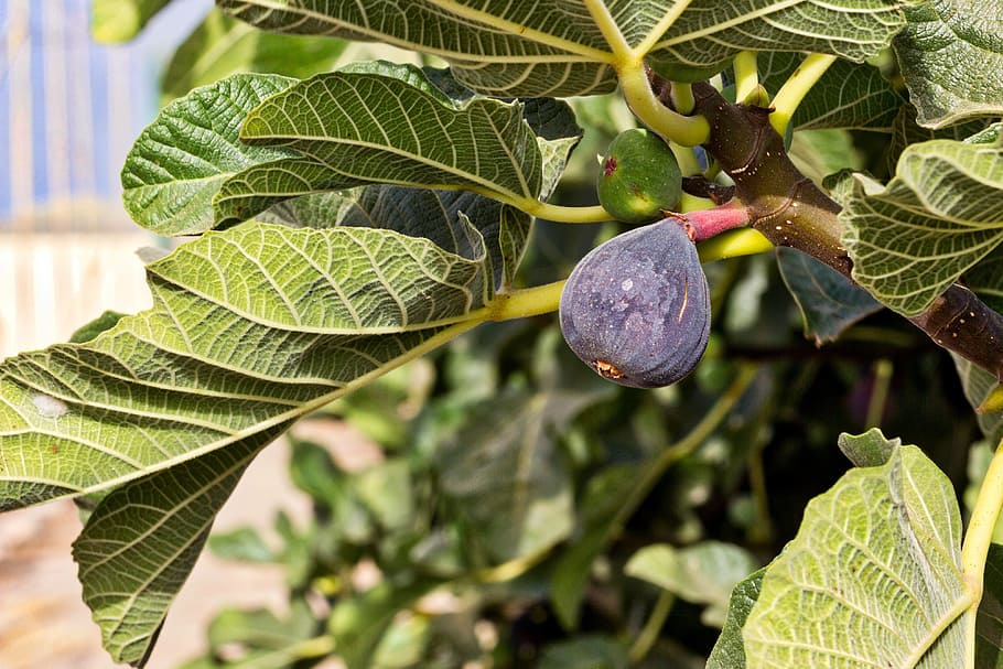 fig, figen træ, frugt, sød, natur, moden, middelhavet, sommer, blad, plante del, plante, vækst, sund kost, mad, tæt på, mad og drikke, grøn farve, friskhed, dag, træ, skønhed i naturen, fokus på forgrunden, landbrug, ingen mennesker, udendørs, lilla, regndråbe, 4K