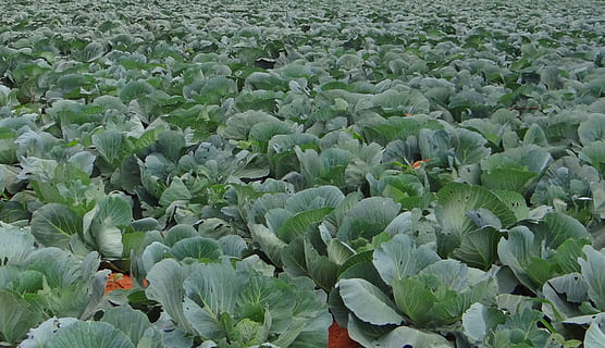 Kohl, Ernte, Feld, Gemüse, Indien, Landwirtschaft, Bauernhof, Lebensmittel, organisch, Natur, Frische, Blatt, Wachstum, Pflanze, Schönheit in der Natur, grüne Farbe, Blume, keine Leute, Land, High Angle View, blühende Pflanze, Vollbild, Pflanzenteil, Fülle, Tag, Zerbrechlichkeit, Verletzlichkeit, Nahansicht, draußen, Blumenbeet, 2K, CC0, gemeinfrei, lizenzfrei