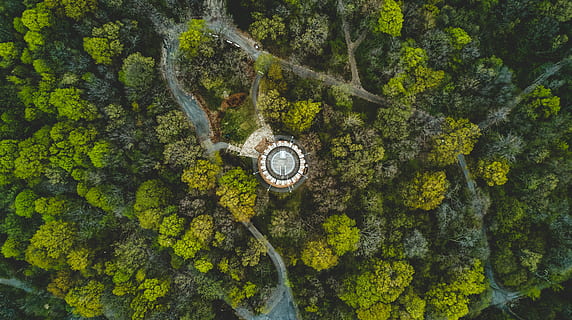 aerial view, forest, growth, nature, road, trees, woods, green color, no people, tree, plant, day, pattern, outdoors, clock, shape, beauty in nature, hanging, full frame, low angle view, directly above, water, backgrounds, directly below, ceiling, 2K, CC0, public domain, royalty free