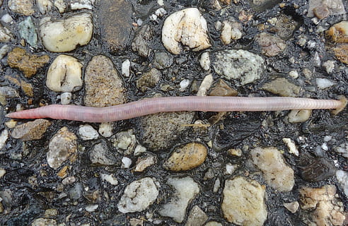 râma, umed, plasture, apă, linia, sinuos, asfalt, solid, stâncă, animal, vedere în unghi mare, animale în sălbăticie, nici o persoana, obiect de rocă, animale tematice, animale sălbatice, natură, zi, un animal, obiect de piatră, animale vertebrate, în aer liber, târâtoare, direct deasupra, teren, a închide, piatră, prundiș, 1080P, CC0, domeniu public, fără drepturi de autor