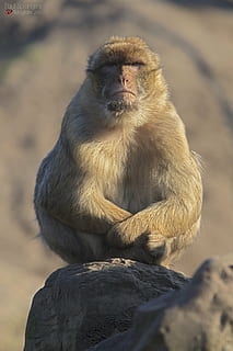 mono, monos, zoo, primate, fauna animal, animales en la naturaleza, mamífero, sentado, vertebrado, un animal, mirando, rock, gente, roca - objeto, sólido, mirando a otro lado, centrarse en primer plano, día, naturaleza, babuino, contemplación, 2K, CC0, dominio público, libre de derechos