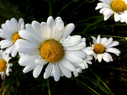 bunga aster, musim semi, padang rumput, putih, alam, padang rumput, putih, menanam, dekat, berkembang, bunga, musim panas, warna hijau, merapatkan, di luar rumah, makro, tanaman chamomile, daun bunga, keindahan di alam, kuning, rumput, kesegaran, tidak ada orang, bunga margrit, kamomil, bunga-bunga, warna putih, kepala bunga, pertumbuhan, tanaman berbunga, kerapuhan, kerentanan, hal berkembang, serbuk sari, fokus pada latar depan, hari, 1080P, CC0, domain publik, bebas royalti