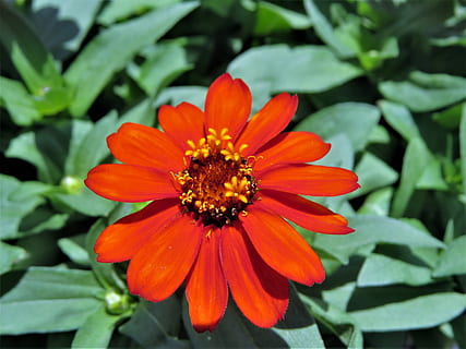 Flower, Orange, Rust, Yellow, Green, yellow, green, garden, petal, orange color, beauty in nature, freshness, nature, flowering plant, fragility, plant, vulnerability, flower head, growth, inflorescence, close-up, leaf, plant part, pollen, day, zinnia, no people, focus on foreground, outdoors, gazania, 4K, CC0, public domain, royalty free
