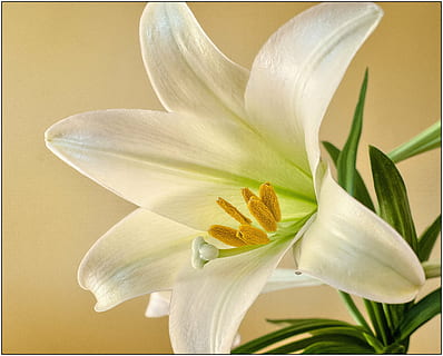 alb, Crin, închide, fotografie, Paști, floare, primăvară, plantă, a inflori, floral, petale, planta cu flori, frumusețe în natură, petală, vulnerabilitate, fragilitate, cap de floare, inflorescenţă, prospeţime, a închide, natură, culoare alba, nici o persoana, polen, stamină, frunze, creştere, în aer liber, moliciune, 2K, CC0, domeniu public, fără drepturi de autor