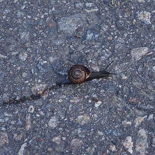 Muschel, Schnecke, Molluske, schleppend, Tierwelt, ein Tier, Tier, Tierthemen, Weichtier, Gastropode, Tiere in freier Wildbahn, wirbellos, Schale, keine Leute, Tierhülle, Tag, Nahansicht, High Angle View, Tierkörperteil, texturiert, Tierantenne, Stadt, Natur, draußen, kriechen, 1080P, CC0, gemeinfrei, lizenzfrei