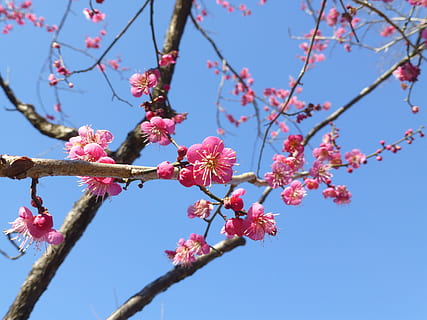 rama, árbol, Cereza, flor, crecimiento, ciruela, floreciente, naturaleza, planta, planta floreciendo, color rosa, fragilidad, vista de ángulo bajo, belleza en la naturaleza, frescura, cielo, vulnerabilidad, primavera, día, nadie, cielo limpio, de cerca, al aire libre, cabeza de flor, Cerezo, flor de cerezo, flor del ciruelo, 4K, CC0, dominio público, libre de derechos