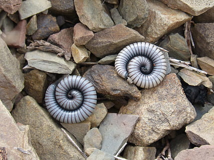 to, hvid, orm, klipper, tusindben, spiralformet, ommatoiulus rutilans, klippe, solid, rock-objekt, ingen mennesker, natur, mønster, tæt på, skal, dag, sten - objekt, høj vinkel visning, plante, udendørs, dyreskal, skønhed i naturen, blad, tekstureret, sten-, plante del, direkte over, 2K, CC0, offentligt domæne, royaltyfrie