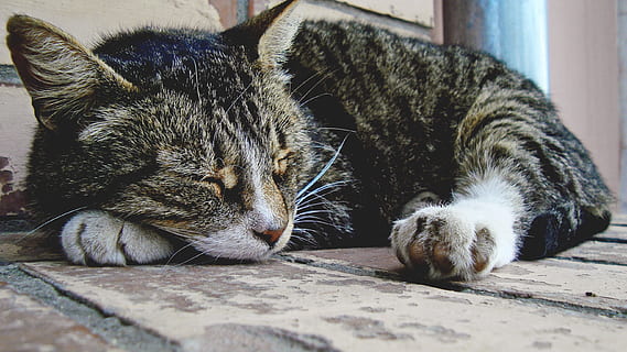 kucing, liburan, ketenangan, mamalia, lokal, hewan peliharaan, tema binatang, binatang lokal, hewan, licik, kucing rumahan, bertulang belakang, relaksasi, kumis, sekelompok binatang, tidak ada orang, merapatkan, dua binatang, beristirahat, berbaring, hari, kucing betina, 2K, CC0, domain publik, bebas royalti