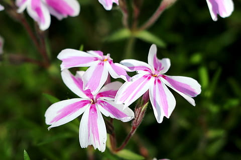 phlox, flor, primavera, planta amb flors, planta, fragilitat, vulnerabilitat, frescor, primer pla, pètal, color rosa, bellesa a la natura, cap de flor, inflorescència, centrar-se en primer pla, creixement, cap gent, porpra, naturalesa, dia, a l'aire lliure, botànica, pol·len, 2K, CC0, domini públic, lliure de regalies