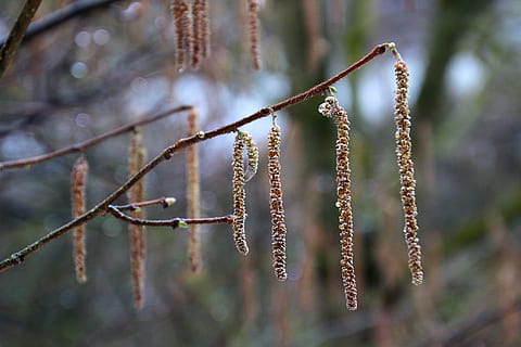 kattunger, busk, vår, blomst, natur, grener, anlegg, ingen folk, fokusere på forgrunnen, tre, nærbilde, dag, utendørs, henger, fitte pil, skog, skjønnhet i naturen, vekst, nåletre, furutre, gren, Pinaceae, ro, plantestamme, botanikk, regnskog, 5K, CC0, offentlig domene, opphavsrett gratis