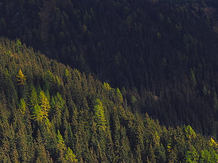 tall trees, forest during daytime, green mountain, day, time, forest, green, conifer, pine, fir, nature, mountain, tree, landscape, scenics, outdoors, woodland, green Color, pine Tree, beauty In Nature, mountain Range, no People, wilderness Area, color Image, summer, plant, growth, tranquility, scenics - nature, land, tranquil scene, non-urban scene, environment, coniferous tree, pine woodland, evergreen tree, 4K, CC0, public domain, royalty free
