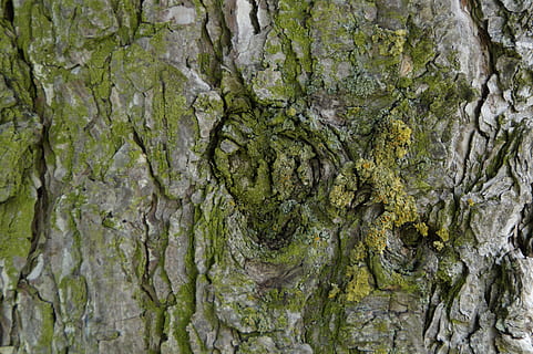 escorça d'arbre, escorça, arbre, vell, nodrit, nínxol, tribu, tancar, registre, bemoost, verd, estructura, planta, tronc de l'arbre, tronc, textura, creixement, marc complet, fons, aspre, cap gent, primer pla, dia, molsa, naturalesa, escorça de la planta, patró, a l'aire lliure, color verd, bellesa a la natura, liquen, condició natural, 5K, CC0, domini públic, lliure de regalies