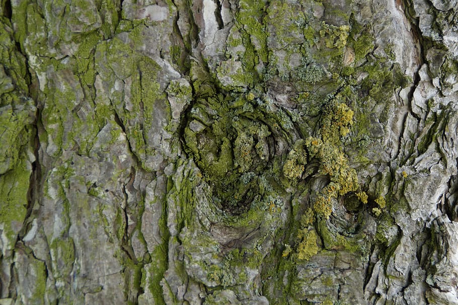 escorça d'arbre, escorça, arbre, vell, nodrit, nínxol, tribu, tancar, registre, bemoost, verd, estructura, planta, tronc de l'arbre, tronc, textura, creixement, marc complet, fons, aspre, cap gent, primer pla, dia, molsa, naturalesa, escorça de la planta, patró, a l'aire lliure, color verd, bellesa a la natura, liquen, condició natural, 5K