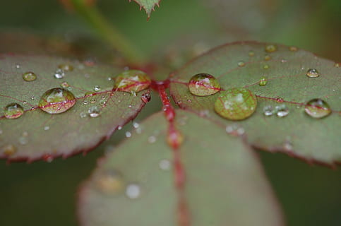 regndråper, dråper, blad, regn, rose, rosenblad, natur, vår, vær, sommer, vann, grønn, blomst, anlegg, våt, miste, flyter på vann, skjønnhet i naturen, nærbilde, selektiv fokusering, plante del, ingen folk, friskhet, vekst, dag, skjørhet, sårbarhet, utendørs, regndråpe, dugg, renhet, regntid, 1080P, CC0, offentlig domene, opphavsrett gratis