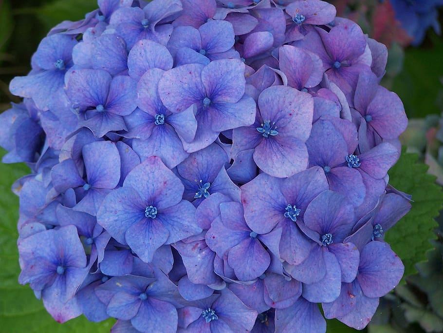 ortensia, blau, flor, bretaña, blau, flor, flors blaves, floració, jardí, planta, naturalesa, pètals, violeta, porpra, frescor, munt, cap gent, a l'aire lliure, planta amb flors, vulnerabilitat, fragilitat, pètal, primer pla, bellesa a la natura, inflorescència, cap de flor, creixement, dia, primavera, centrar-se en primer pla, botànica, suavitat, Ram de flors, 2K
