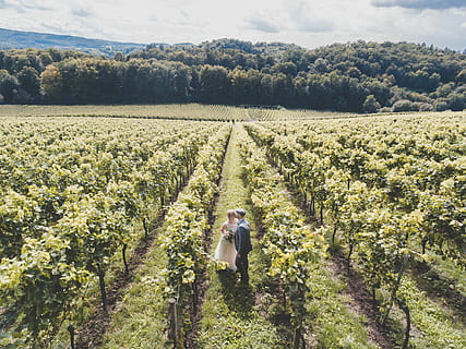 sposa, sposo, in piedi, campo d'erba, recentemente, sposare, coppia, verde, campo, giorno, vite, albero, uomo, donna, crescita, paesaggio, agricoltura, pianta, terra, una persona, scena rurale, azienda agricola, ambiente, natura, raccolto, scenics - natura, uomini, adulto, cibo e bevande, vista frontale, bellezza nella natura, contadino, all'aperto, 4K, CC0, dominio pubblico, privo di copyright
