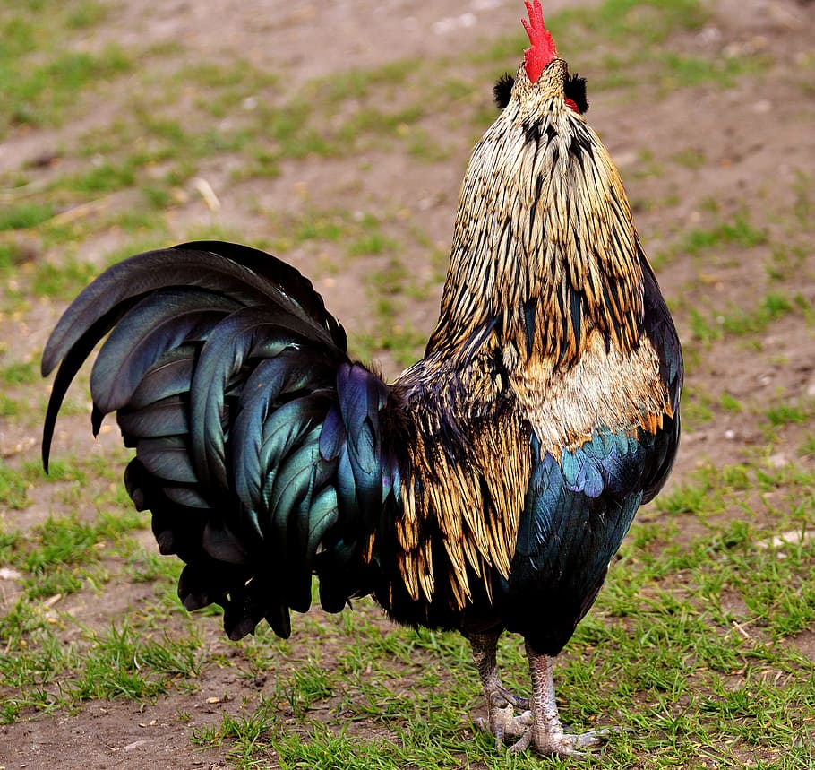 Hahn, orgoglio, conto, bellissimo, piuma, natura, pollame, uccello, temi animali, animale, bestiame, animali domestici, un animale, domestico, pollo - uccello, mammifero, vertebrato, animale maschio, campo, giorno, pollo, nessuno, Gallo, terra, concentrarsi sulle conoscenze acquisite, 4K