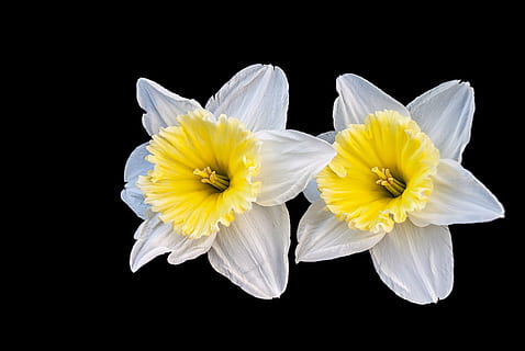 Narcis, ดอกไม้, ฤดูใบไม้ผลิ, ความคิดสร้างสรรค์, ธรรมชาติ, สีเหลือง, กลีบดอกไม้, พื้นหลังสีดำ, ความบอบบาง, หัวดอกไม้, ความงามในธรรมชาติ, สตูดิโอยิง, ดอกแดฟโฟดิล, ไม้ดอก, ความสด, ปลูก, ใกล้ชิด, สีขาว, ตัดออก, ความอ่อนแอ, ช่อดอก, ในบ้าน, ไม่มีคน, 4K, CC0, โดเมนสาธารณะ, ค่าลิขสิทธิ์ฟรี