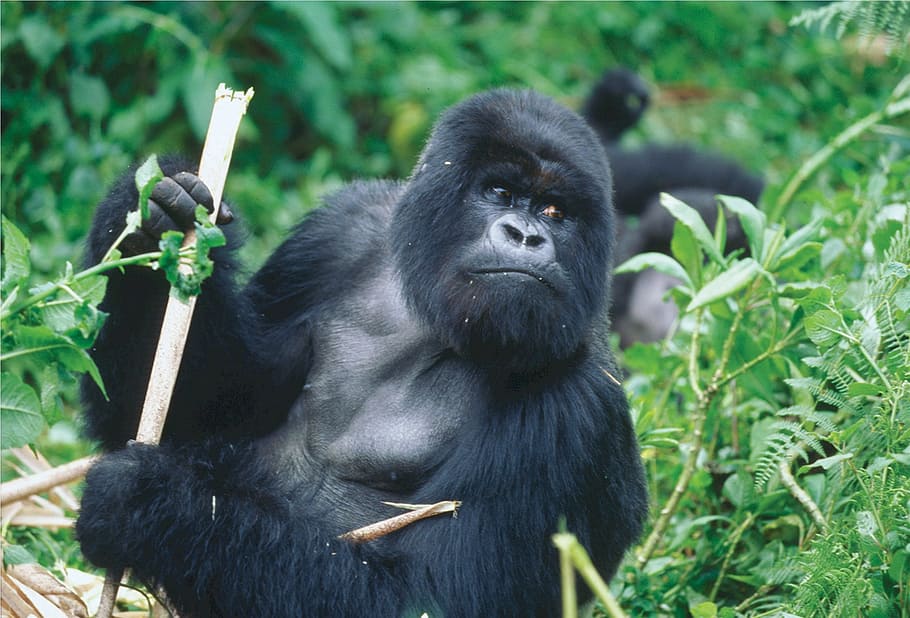goril·la, estirat, herba, Silverback, Ruanda, primat, mico, salvatge, mamífer, naturalesa, potent, pell, jungla, enorme, vida salvatge, masculí, bèstia, usfws, fauna animal, animals a la natura, un animal, bosc, vertebrats, planta, cap gent, Espècies en perill d'extinció, retrat, terra, centrar-se en primer pla, selva tropical, pluja tropical, a l'aire lliure, bambú - planta, 1080P