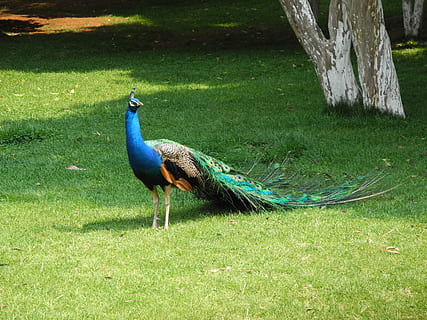 paó, sortida, primavera, un animal, ocell, temes d'animals, herba, animals a la natura, animal, fauna animal, vertebrats, planta, camp, terra, naturalesa, color verd, dia, cap gent, blau, bellesa a la natura, ploma, a l'aire lliure, 2K, CC0, domini públic, lliure de regalies