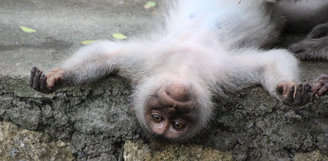 gris, mico, estirat, pis, relaxació, primat, animal, mamífer, vida salvatge, bonic, naturalesa, macaque, petit, pell, fauna animal, animals a la natura, animal jove, un animal, primer pla, cap gent, vertebrats, dia, part del cos dels animals, a l'aire lliure, pèl d’animals, cura, família d’animals, babuí, 2K, CC0, domini públic, lliure de regalies