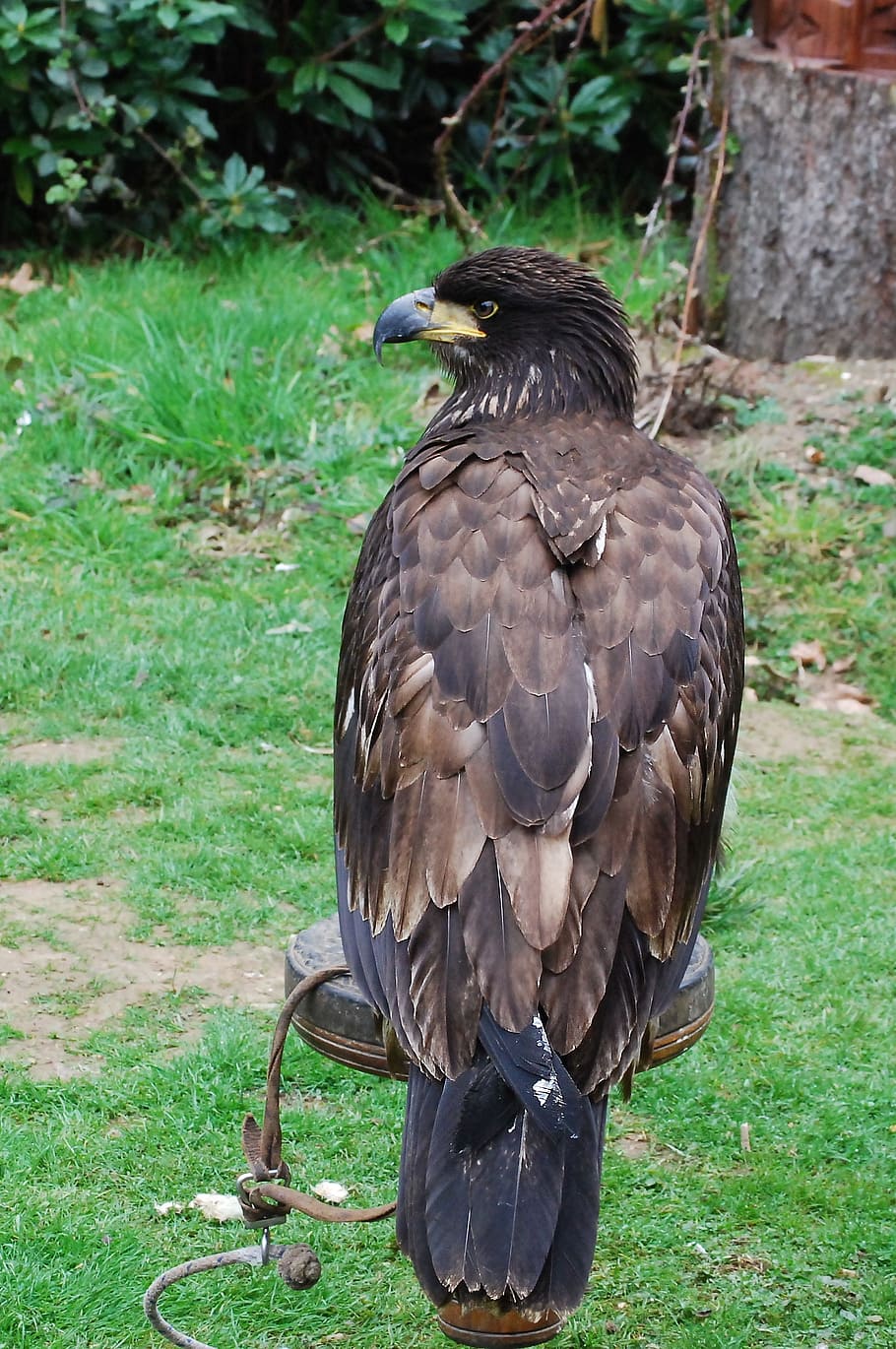 ørn, falkejagt, uddannelse, perched, raptor, næb, fjer, rovdyr, majestætisk, dyr i naturen, fugl, hvirveldyr, dyre temaer, et dyr, dyr, dyreliv, græs, plante, jord, Mark, dag, ingen mennesker, natur, rovfugl, perching, fokus på forgrunden, udendørs, sort farve, grøn farve, 1080P