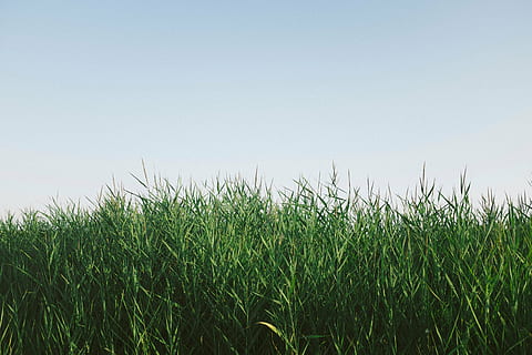 green, grasses, daytime, landscape, photography, grass, nature, crops, clouds, sky, agriculture, field, cereal plant, crop, growth, copy space, clear sky, plant, land, rural scene, green color, no people, food, corn, day, tranquility, beauty in nature, corn - crop, outdoors, 4K, CC0, public domain, royalty free